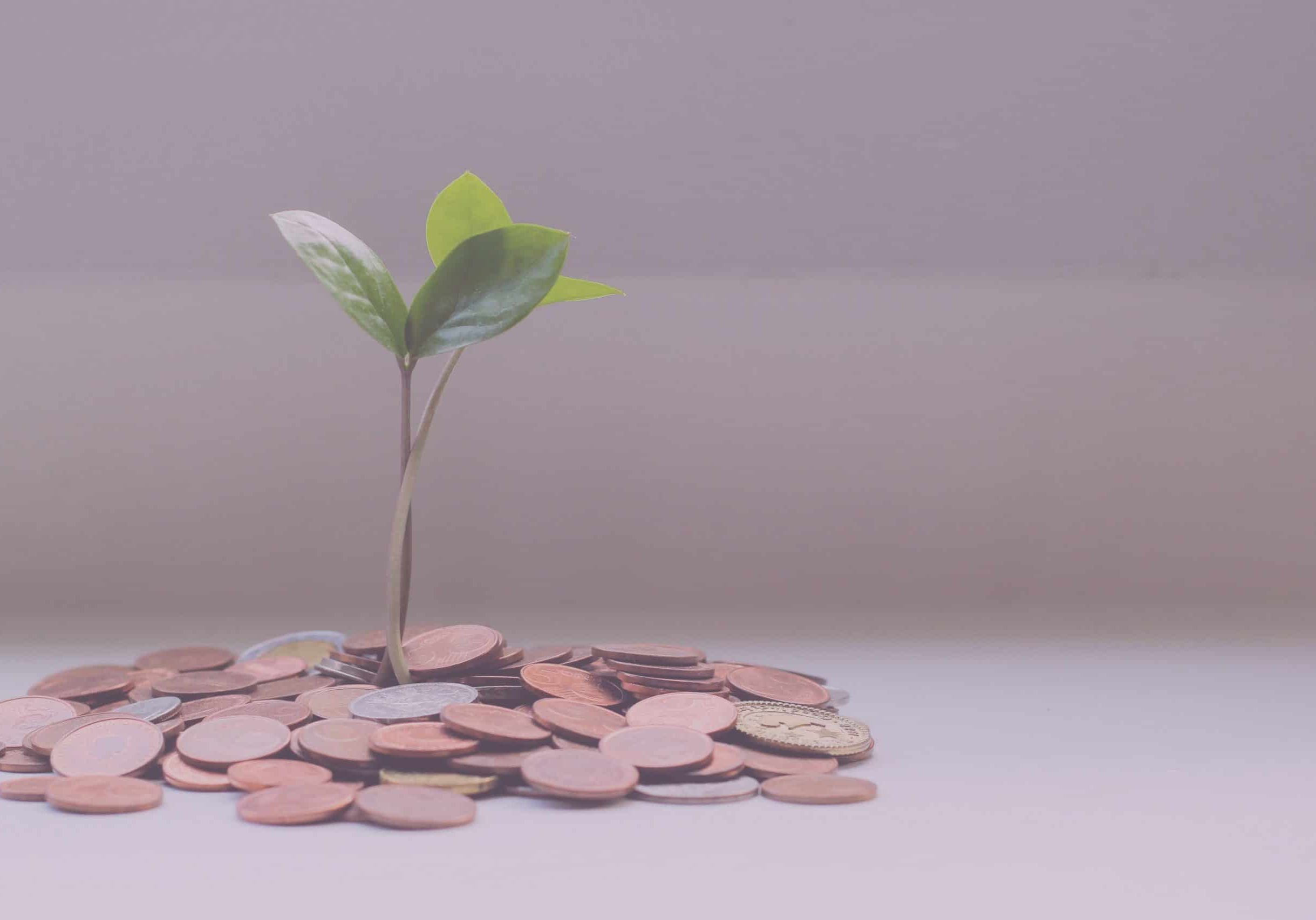 A plant growing out of a pile of pennies